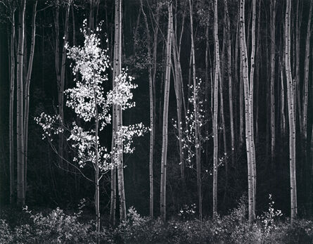 Ansel Adams, ‘Aspens, Northern New Mexico (Horizontal)’, 1958-printed early 1960's