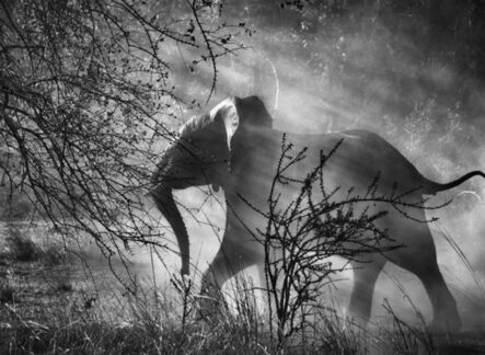 Sebastião Salgado, ‘Kafue National Park, Zambia. [Elephant against light]’, 2010