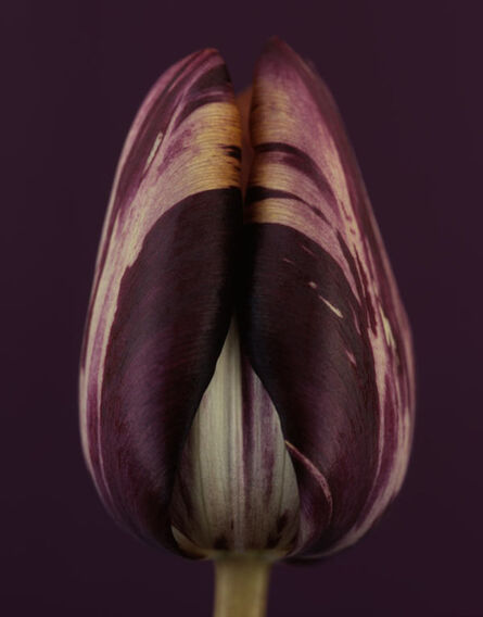 Ron van Dongen, ‘Tulipa Insulinde’