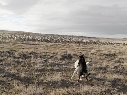 Lucas Foglia, ‘Guarding Sheep, Bitter Creek, Wyoming’, 2010