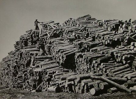 Margaret Bourke-White, ‘Worker on Top of Pine Log Pile’, 1939