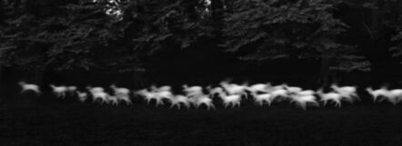 Paul Caponigro, ‘Running White Deer, Co Wicklow, Ireland’, 1967