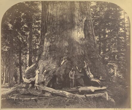 Carleton E. Watkins, ‘Section Grizzly Giant, Mariposa Grove’, 1861
