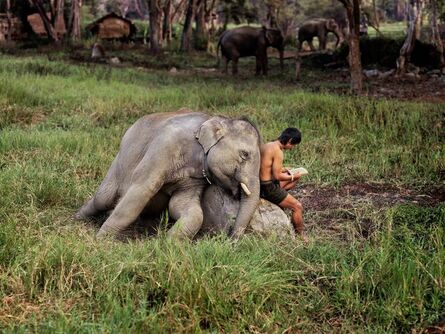 Steve McCurry, ‘Mahout Reads with His Elephant, Chiang Mai, Thailand’, 2010