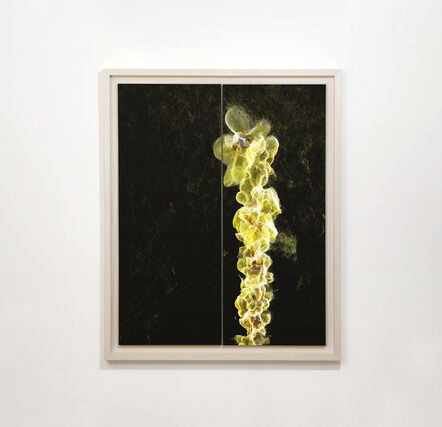 Stefano Caimi, ‘Phytosynthesis - Verbascum thapsus’, 2020