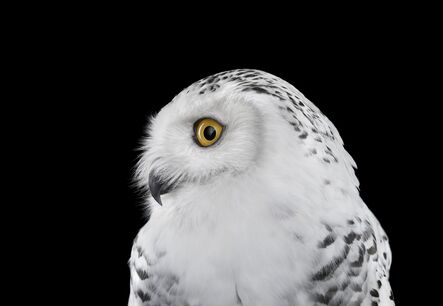 Brad Wilson, ‘Snowy Owl #2, Los Angeles, CA’, 2015