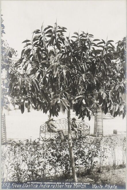 CHARLES BETTS WAITE, ‘Ficus Elastica (India rubber tree )’, 1905
