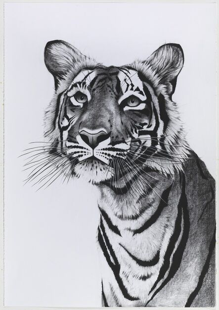 Rose Corcoran, ‘Tiger Portrait Posing’