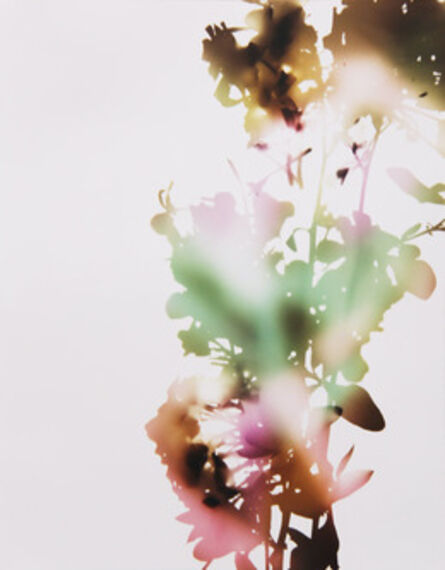 James Welling, ‘001, E+B (from "Flowers")’, 2006