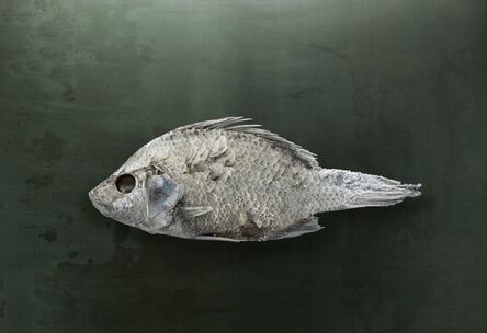 Brad Wilson, ‘Salton Sea Fish #1, Santa Fe, NM’, 2010