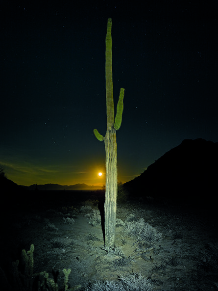 Mark Klett, ‘Saguaro Lit by Headlamp with Moon’, 2016