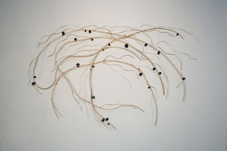 Dalya Luttwak, ‘Root of Soybean with Nodules’, 2015