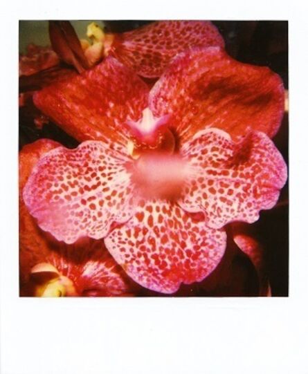 Nobuyoshi Araki, ‘Flower tiger orchid’, ca. 2000