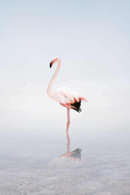 Alice Zilberberg, ‘For Now Flamingo’, 2020