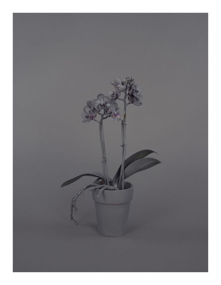 Stephanie Syjuco, ‘Neutral Orchids (Phalaenopsis, small)’, 2016