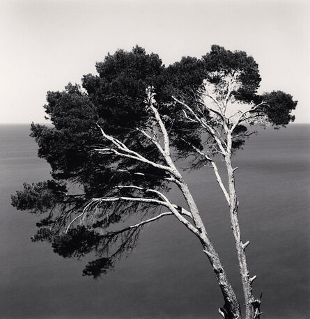 Michael Kenna, ‘Two Pine Trees,  Llucalcari, Mallorca, Spain’, 2017