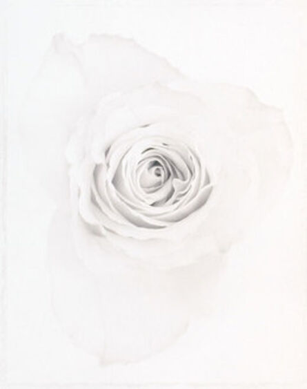 Ron van Dongen, ‘Rosa ‘Estell’ (WOW 037)’, 1999