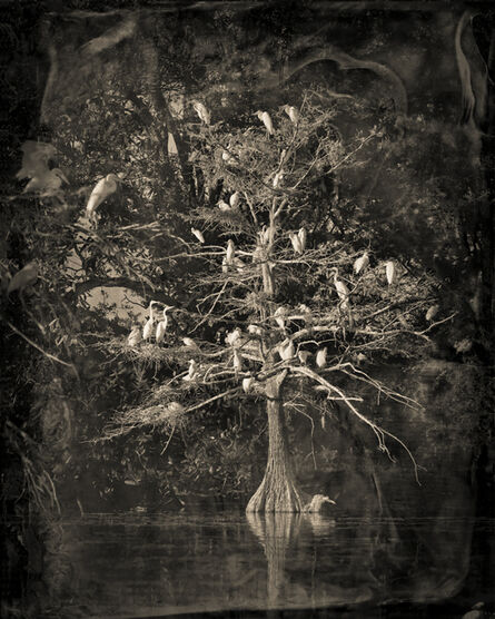 Keith Carter, ‘Nesting Tree Study #1’, 2012