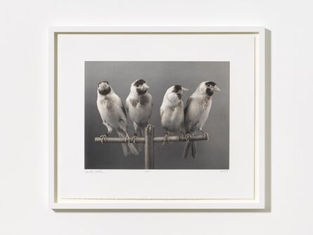 Carsten Höller, ‘Four Birds’, 2015