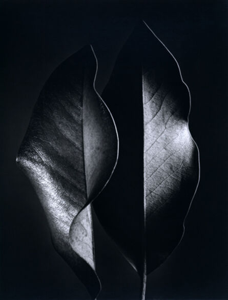 Ruth Bernhard, ‘Two Leaves’, 1952