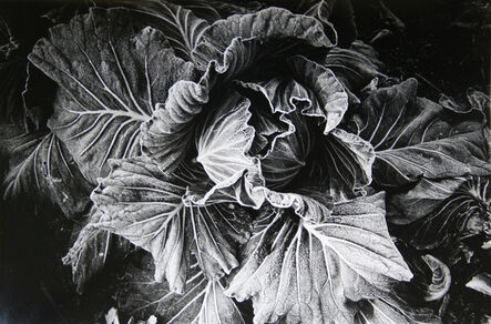 Daido Moriyama, ‘Cabbage (No. 2812)’, 1989