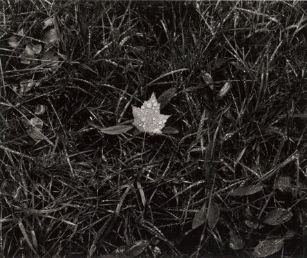 Paul Caponigro, ‘Leaf in Grass, Cushing, ME’, 2013