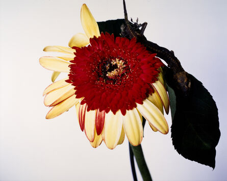 Nobuyoshi Araki, ‘Flowers and Jamorinsky’, 2005