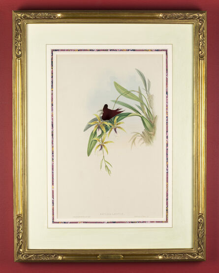 Brandon Ballengée, ‘RIP Coppery Thorntail Hummingbird: After John Gould, 1861’, 2015