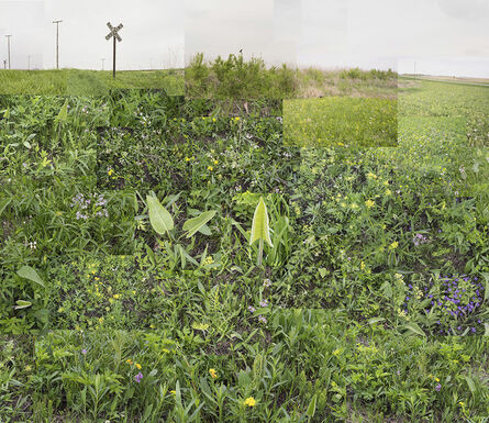 Terry Evans, ‘Central Illinois Prairie, May’, 2018
