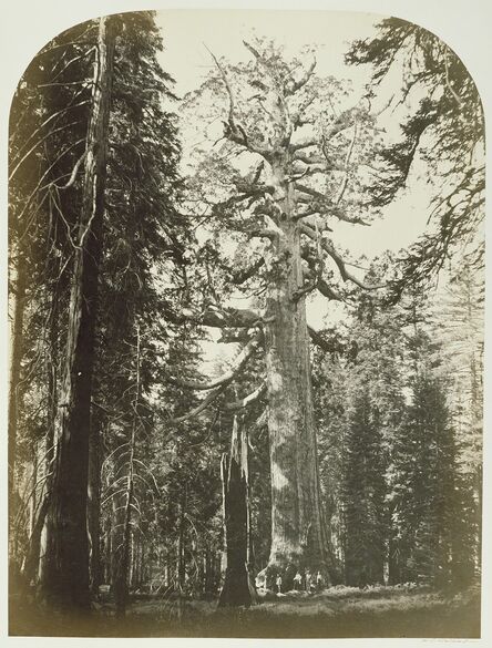 Carleton E. Watkins, ‘Grizzly Giant Mariposa Grove - 33 ft. Diam.’, 1861