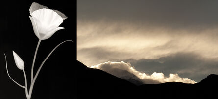 Brenda Biondo, ‘Sego Lily/Pikes Peak Clouds’, 2013