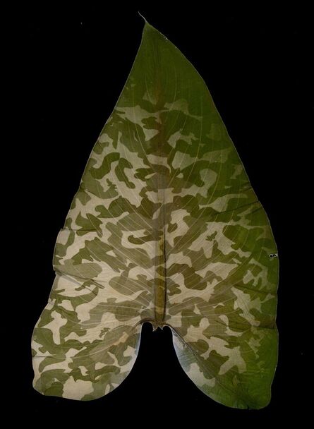 Binh Danh, ‘Military Foliage #43’, 2010