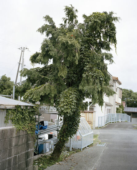 Julien Guinand, ‘Un arbre à Wakayama ; préfecture de Wakayama, péninsule de Kii ’, 2017