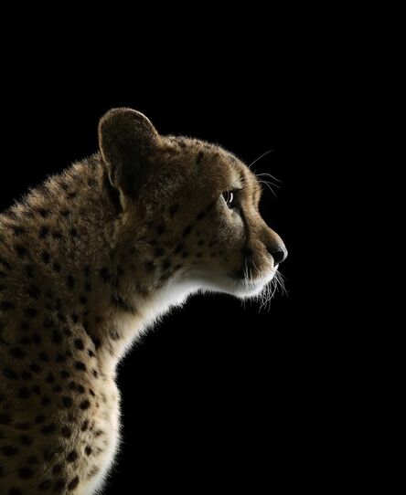 Brad Wilson, ‘Cheetah #2, Los Angeles, CA’, 2011