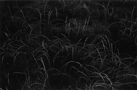 Harry Callahan, ‘Grasses, Wisconsin’, 1958