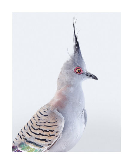 Leila Jeffreys, ‘Crested Pigeon ’, 2017