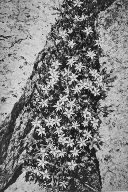 Ansel Adams, ‘Flowers and Rock in San Joaquin Sierra’, 1939