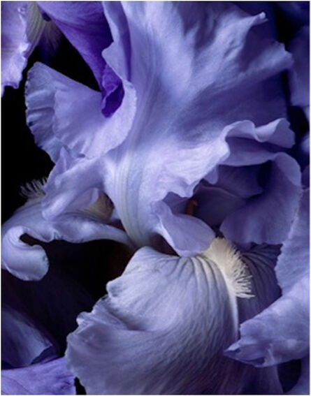 Christopher Beane, ‘Bearded Iris Blue’, 2002