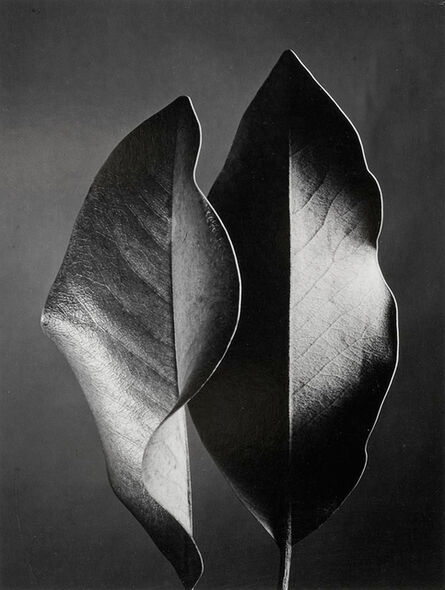 Ruth Bernhard, ‘Two Leaves’, 1952