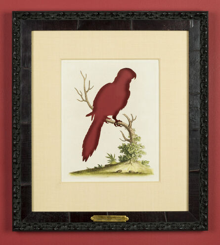 Brandon Ballengée, ‘RIP Long-tailed Scarlet Lory: After George Edwards, 1750’, 2015