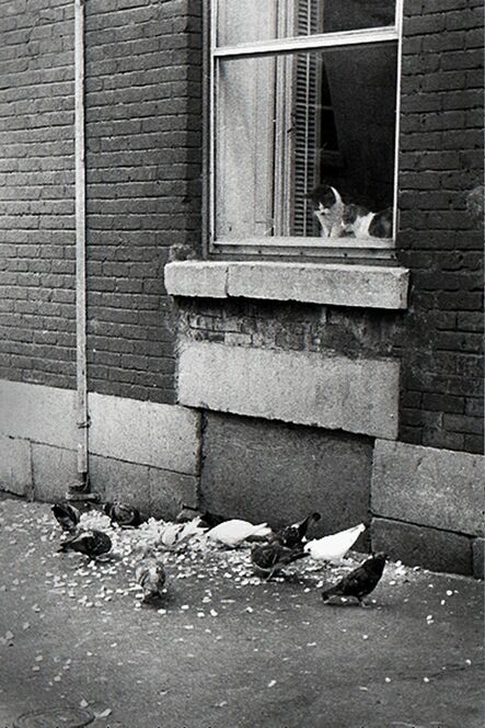 Réjean Meloche, ‘Chats et Pigeons’, 1975
