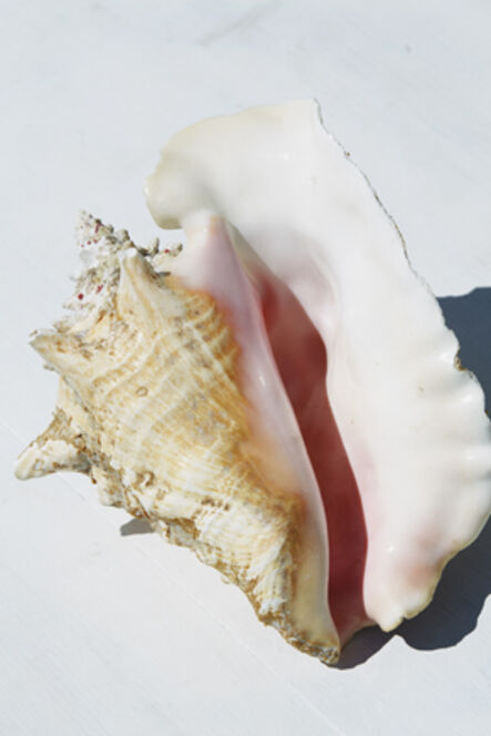 Roe Ethridge, ‘Conch shell’, 2015