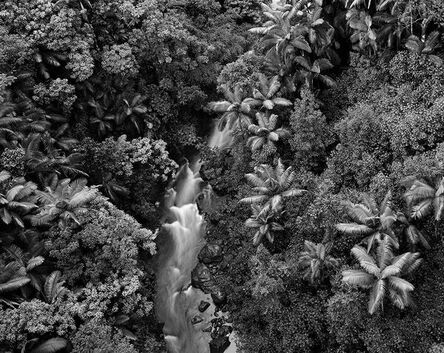Stu Levy, ‘Rainforest, Hawaii’, 1989
