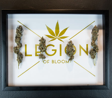 The LEGION of Bloom, ‘Peyote Purple x Destroyer Indoor’, 2018