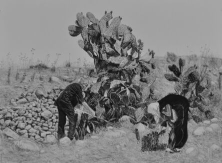 Samah Shihadi, ‘Cactus Harvest #1’, 2017