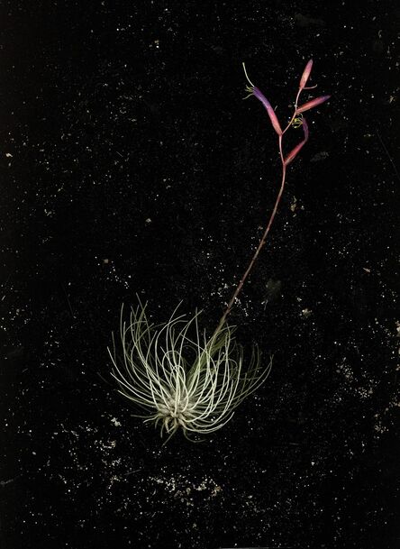 Nadege Meriau, ‘Allium Fistulosum’, 2016