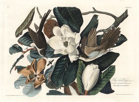 John James Audubon, ‘Black-Billed Cookoo.  Coccyzus Erythrophthalmus.  Plate 32.’, 1827-1838