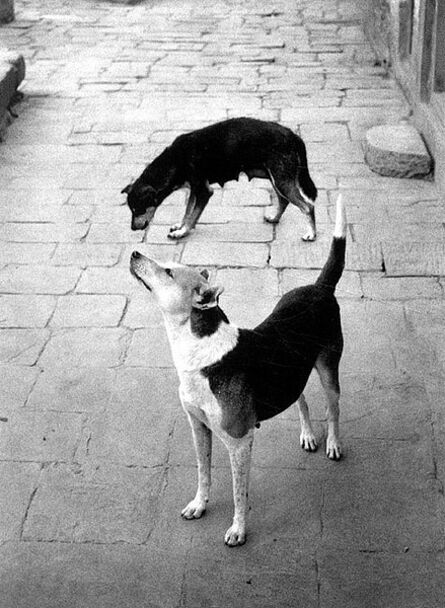 Pentti Sammallahti, ‘Swayambhunath, Nepal (Two Dogs Forming a Circle)’, 1994