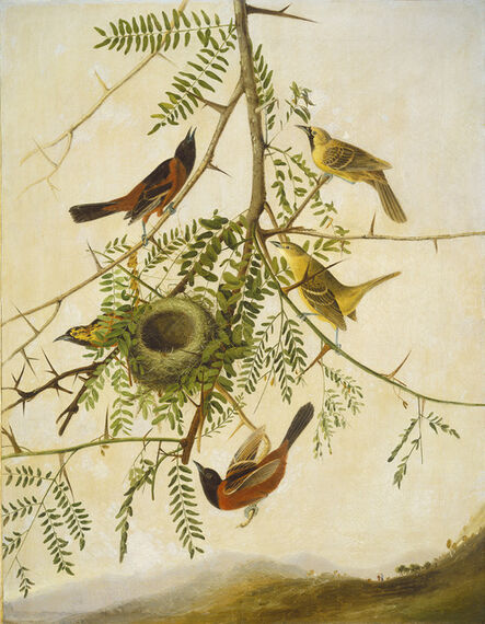 Joseph Bartholomew Kidd after John James Audubon, ‘Orchard Oriole’, 1830/1832