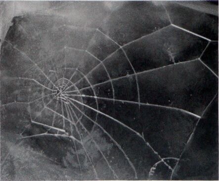 Vija Celmins, ‘Spider-Web’, 2009